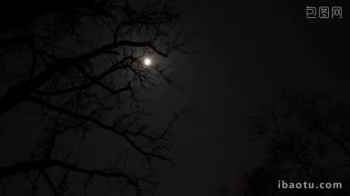 以树为前景的月亮和星星的时间间隔